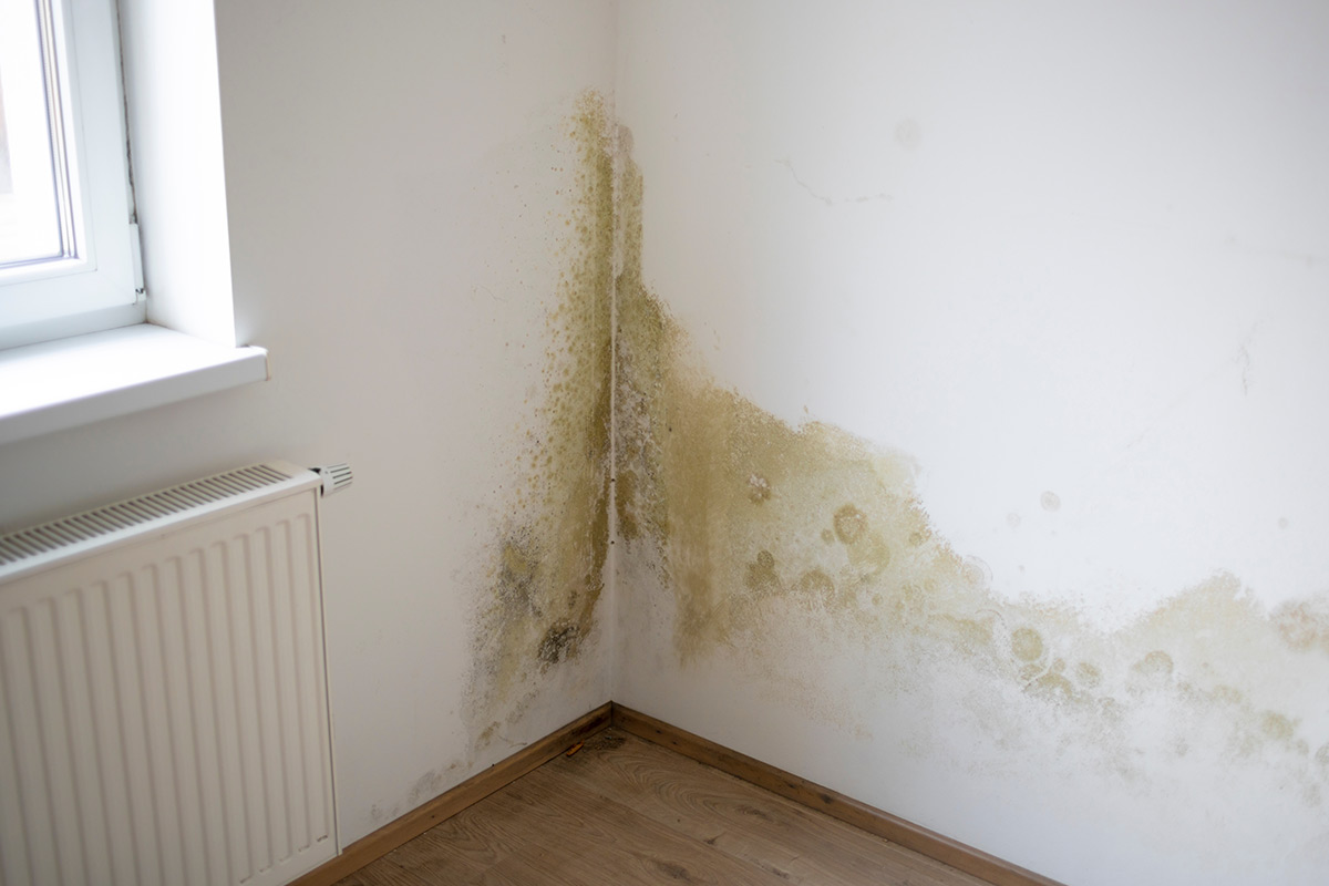 Consulte a sua apólice de seguro